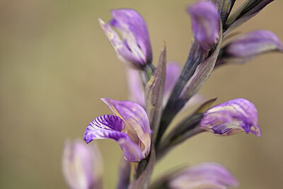 BUITEN BEELD Foto: 440116