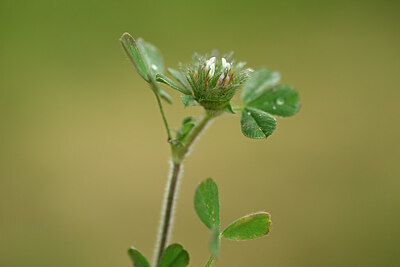 BUITEN BEELD Foto: 440118
