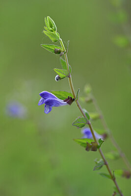 BUITEN BEELD Foto: 440121