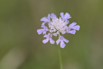 BUITEN BEELD Foto: 440122