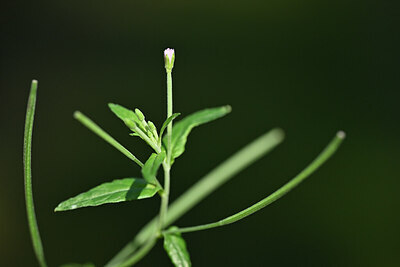 BUITEN BEELD Foto: 440123
