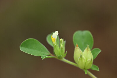 BUITEN BEELD Foto: 440127