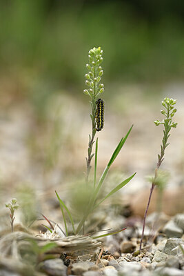BUITEN BEELD Foto: 440131