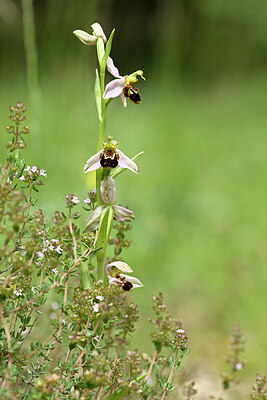 BUITEN BEELD Foto: 440136