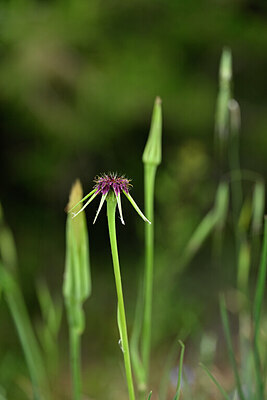 BUITEN BEELD Foto: 440139