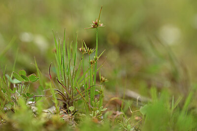 BUITEN BEELD Foto: 440140