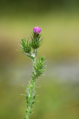 BUITEN BEELD Foto: 440144