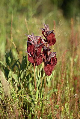 BUITEN BEELD Foto: 440145