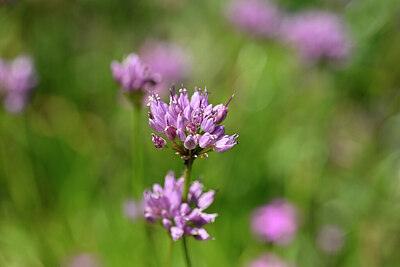BUITEN BEELD Foto: 440146
