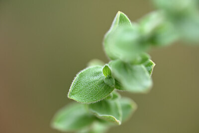 BUITEN BEELD Foto: 440147