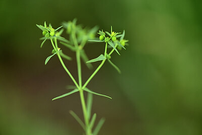 BUITEN BEELD Foto: 440149