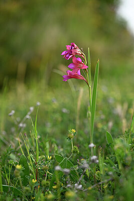 BUITEN BEELD Foto: 440151