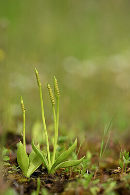 BUITEN BEELD Foto: 440152