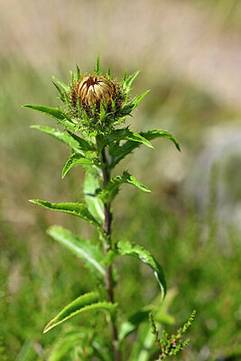 BUITEN BEELD Foto: 440154