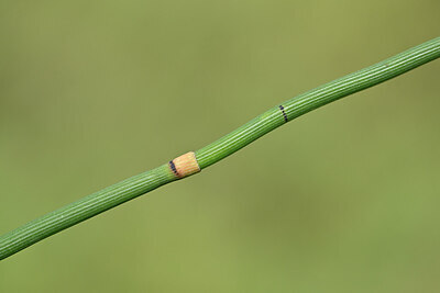 BUITEN BEELD Foto: 440155