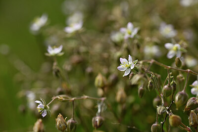 BUITEN BEELD Foto: 440157