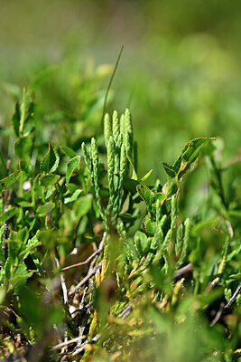 BUITEN BEELD Foto: 440160
