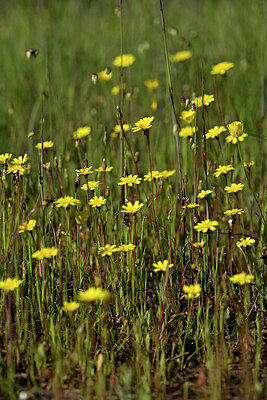 BUITEN BEELD Foto: 440162
