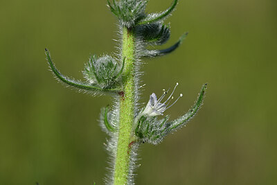 BUITEN BEELD Foto: 440163