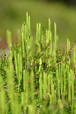 BUITEN BEELD Foto: 440164