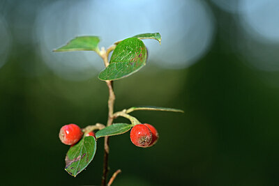 BUITEN BEELD Foto: 440168