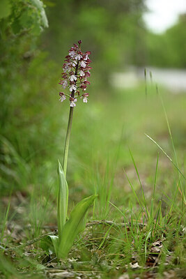 BUITEN BEELD Foto: 440172