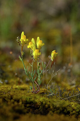 BUITEN BEELD Foto: 440173