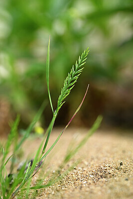BUITEN BEELD Foto: 440175