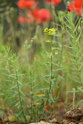 BUITEN BEELD Foto: 440177
