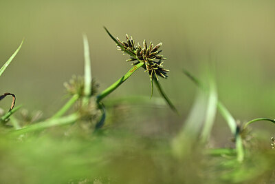 BUITEN BEELD Foto: 440179