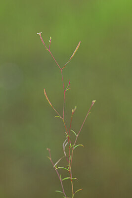 BUITEN BEELD Foto: 440181