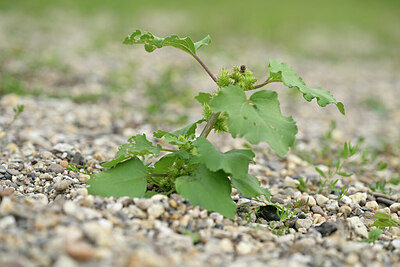 BUITEN BEELD Foto: 440182