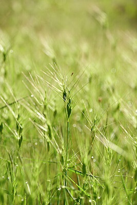 BUITEN BEELD Foto: 440183
