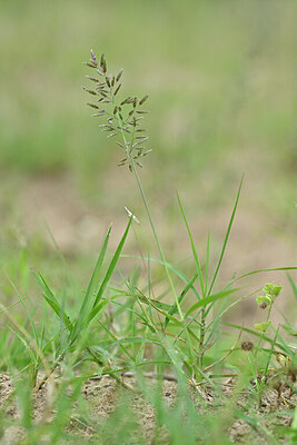 BUITEN BEELD Foto: 440184