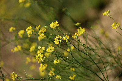 BUITEN BEELD Foto: 440186