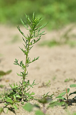 BUITEN BEELD Foto: 440187