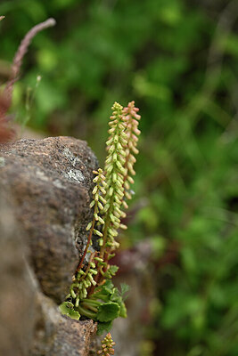 BUITEN BEELD Foto: 440188
