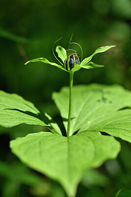 BUITEN BEELD Foto: 440190