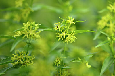 BUITEN BEELD Foto: 440194