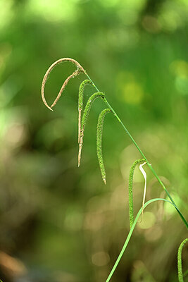 BUITEN BEELD Foto: 440195