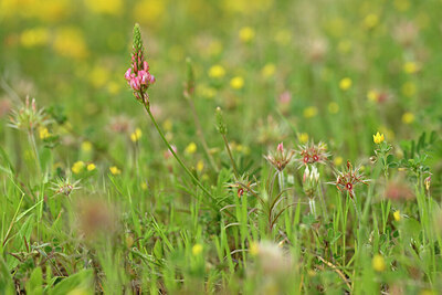 BUITEN BEELD Foto: 440197