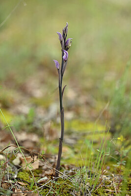 BUITEN BEELD Foto: 440198