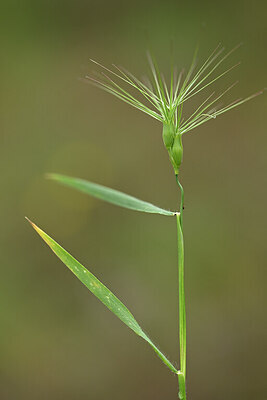 BUITEN BEELD Foto: 440200