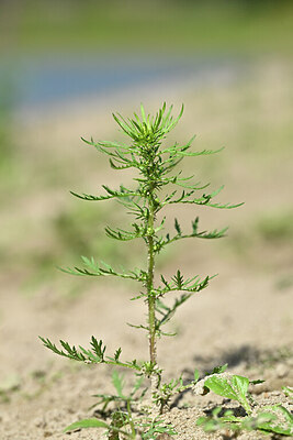 BUITEN BEELD Foto: 440204