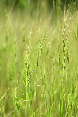 BUITEN BEELD Foto: 440205
