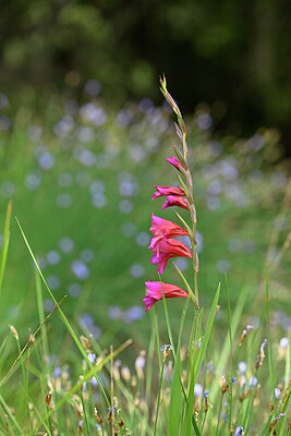 BUITEN BEELD Foto: 440207