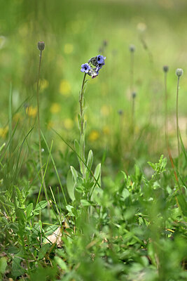 BUITEN BEELD Foto: 440208