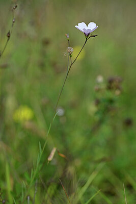 BUITEN BEELD Foto: 440212