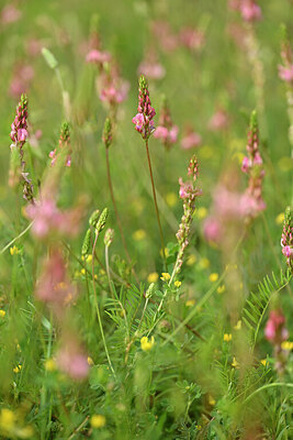 BUITEN BEELD Foto: 440219