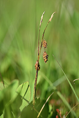 BUITEN BEELD Foto: 440220